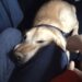 Dopo una giornata estenuante, un passeggero cerca solo un po’ di riposo. Poi un cane da assistenza si avvicina e cambia quel momento.