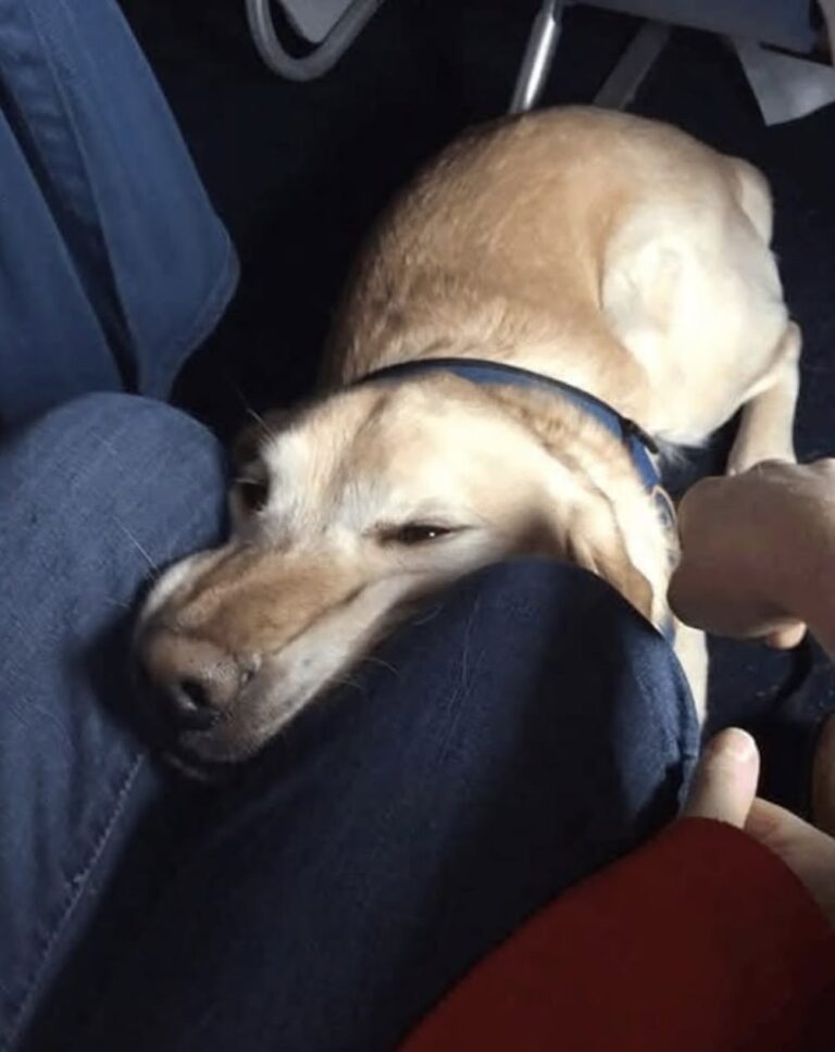 Dopo una giornata estenuante, un passeggero cerca solo un po’ di riposo. Poi un cane da assistenza si avvicina e cambia quel momento.