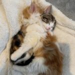 Dormivano stretti per farsi coraggio: oggi quei due gatti hanno finalmente una casa