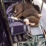 Il cane dorme accanto all’autista sul bus: una passeggera protesta, “Non è igienico”, la deciso dell’autista è inattesa