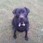 Mollie sente il pericolo al parco e si mette davanti alla sua umana