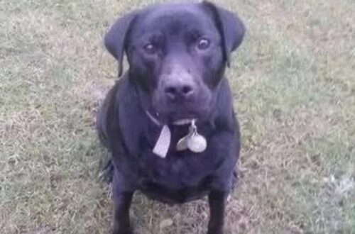Di solito è dolce e tranquilla. Ma quando alcuni uomini iniziano a seguirle, Mollie cambia completamente atteggiamento.