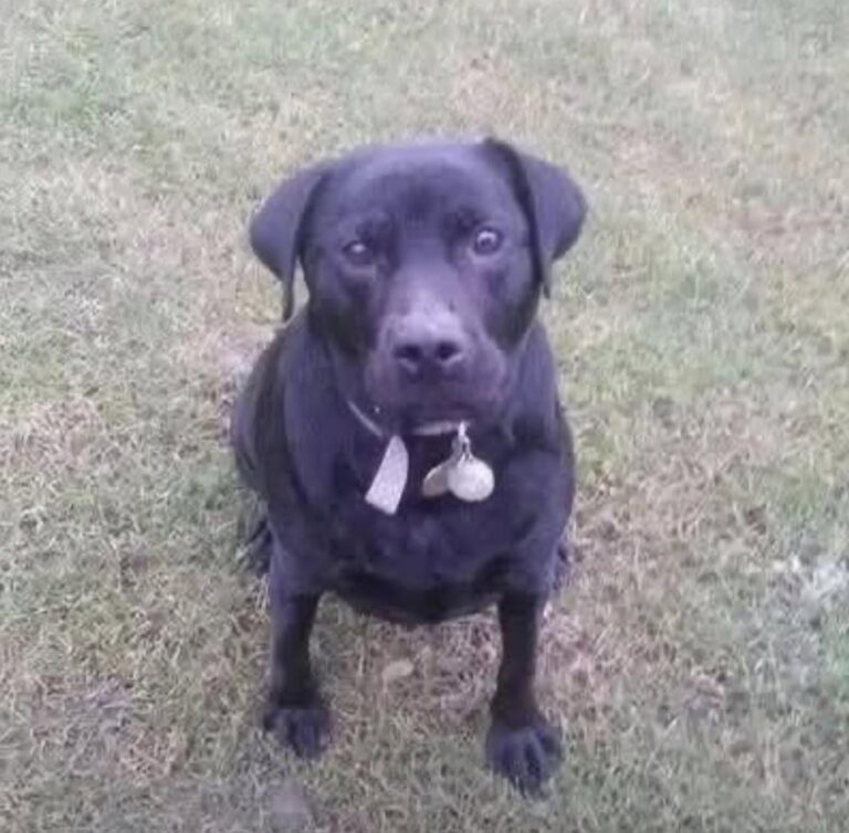Di solito è dolce e tranquilla. Ma quando alcuni uomini iniziano a seguirle, Mollie cambia completamente atteggiamento.