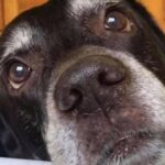 «Perché i cani vivono meno di noi?»: la domanda di un bambino dopo l’addio a Batuta