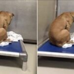 Era l’ultimo cane del corridoio: quando la gabbia si apre muove appena la coda