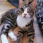 Per molti era “diverso”, per qualcuno era semplicemente il gatto giusto