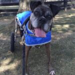 Gli avevano suggerito cani più giovani, ma lui aveva già deciso chi portare a casa, voleva il cane anziano che non camminava più