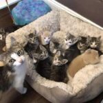 Trova una mamma gatta in giardino con dodici piccoli: decide di portarli tutti dentro