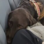 Tutti lo ignoravano al rifugio: poi un uomo indica proprio il cane più vecchio e malato