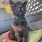 Una foto, un incontro e una decisione immediata: così il gatto malato ha trovato casa