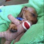 Trovato solo e affamato sul ciglio della strada, ora questo cucciolo dorme stringendo il suo peluche