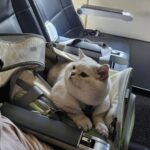 Il gatto sale sull’aereo dopo mesi di attesa, lo aspetta una nuova casa