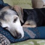 Adotta il cane più vecchio e malato del rifugio: lui quasi non reagisce