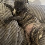 L’anziana non poteva più tenerla: l’ultimo bacio alla sua cagnolina prima di lasciarla andare