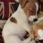 Prima notte a casa per il cucciolo adottato: si addormenta stretto al suo peluche