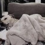 Per anni ha dormito sul freddo pavimento: oggi il cane ha un posto tutto suo