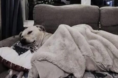 Ogni sera torna sullo stesso divano, tra cuscino e coperta. Per lui quel posto racconta quanto sia cambiata la sua vita.
