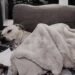 Ogni sera torna sullo stesso divano, tra cuscino e coperta. Per lui quel posto racconta quanto sia cambiata la sua vita.