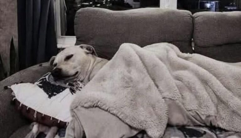 Ogni sera torna sullo stesso divano, tra cuscino e coperta. Per lui quel posto racconta quanto sia cambiata la sua vita.