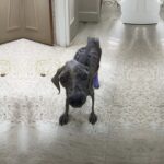 Quel cane sembrava aver perso tutto, ma un incontro cambia il suo destino