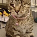 Era il gatto più anziano del rifugio e nessuno lo sceglieva: poi un visitatore si è fermato davanti a lui