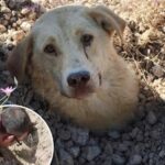 Scava per liberare una cagnolina e scopre i cuccioli intrappolati sotto terra