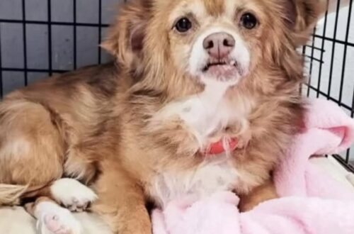Aveva tra i 10 e i 12 anni, una zampa rotta e diverse infezioni. Quando è stata trovata, Abby era ormai allo stremo. Abby vagava lentamente per strada, sporca, debole e quasi senza forze. Per mangiare cercava qualcosa tra i rifiuti. Era così che riusciva ad andare avanti, un giorno dopo l’altro, nonostante un corpo ormai segnato da molte difficoltà. Secondo quanto raccontato, aveva tra i 10 e i 12 anni. Quando è stata soccorsa, le sue condizioni erano gravi. Aveva diverse infezioni, una zampa rotta e camminava con fatica. Ogni passo mostrava quanto fosse provata. Non sappiamo da quanto tempo vivesse in quelle condizioni, né cosa le fosse accaduto prima. Sappiamo però che, a un certo punto, qualcuno ha deciso di non passare oltre. La persona che l’ha trovata si è fermata davanti a quella cagnolina anziana che cercava di sopravvivere come poteva e ha scelto di aiutarla. Per Abby quello è stato il primo vero cambiamento. Fino a quel momento aveva dovuto cercare cibo tra i rifiuti e affrontare la strada con una zampa ferita. Da quel giorno, invece, non avrebbe più dovuto cavarsela completamente da sola. La sua storia non cancella ciò che ha vissuto, ma segna l’inizio di qualcosa di diverso: finalmente qualcuno si è accorto di lei.