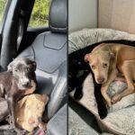 Vedono una scatola sul ciglio della strada: dentro ci sono due cuccioli che tremano