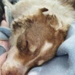 Adotta un cane anziano pensando gli restino poche ore: insieme vivono invece settimane