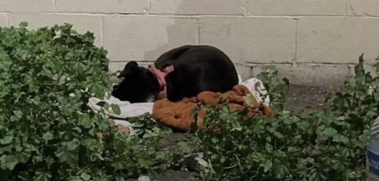 Accanto a lei c’erano il cibo, una coperta e il collare. Non si è allontanata, fino al momento in cui qualcosa è cambiato.