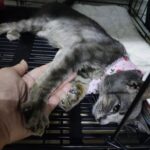 La trovano pelle e ossa sul ciglio della strada: dal veterinario scoprono un dettaglio straziante