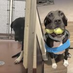 Aveva appena lasciato il marito, poi incontra una labrador tremante: da quel giorno non si separano più