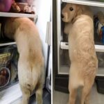 Entra in cucina e trova il frigorifero aperto: davanti c’è il suo cane concentratissimo