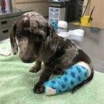 Tremava sotto un’auto con una zampa ferita: quel cucciolo sotto la pioggia aspettava solo di essere visto