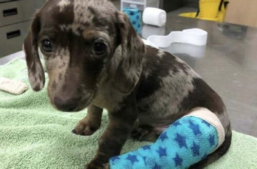 Era infreddolito, coperto di fango e quasi immobile. La corsa dal veterinario ha rivelato una frattura, ma anche una possibilità concreta di guarire.