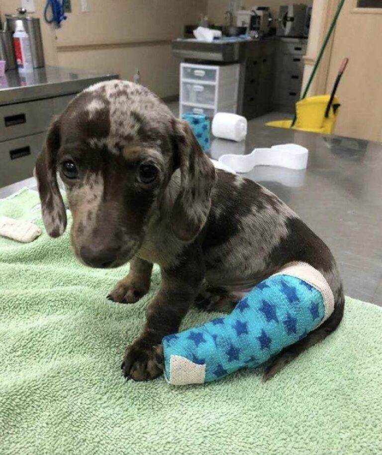 Era infreddolito, coperto di fango e quasi immobile. La corsa dal veterinario ha rivelato una frattura, ma anche una possibilità concreta di guarire.