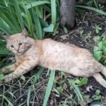 Rusty aspettava chi lo aveva lasciato, poi una ferita lo riduce allo stremo
