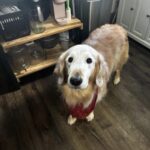 Domani dovrà dire addio al suo cane Mender: «Sei stato il miglior amico che potessi avere»
