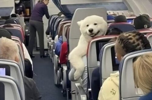 Il suo umano stava per trasferirsi all’estero, ma il grande cane rischiava di non poter viaggiare con lui. Poi arriva l’eccezione.