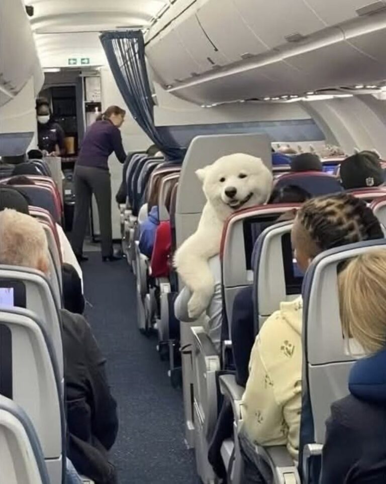 Il suo umano stava per trasferirsi all’estero, ma il grande cane rischiava di non poter viaggiare con lui. Poi arriva l’eccezione.