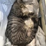 Un gattino randagio le chiede aiuto in giardino: pochi giorni dopo scopre cosa gli è successo