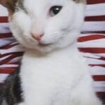 Un solo occhio verde e tanta voglia di vivere: la nuova vita di un gatto speciale