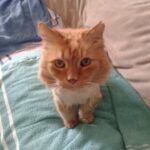 Riceve un messaggio dal rifugio e riconosce subito quel nome: Tigger era tornato nella sua vita
