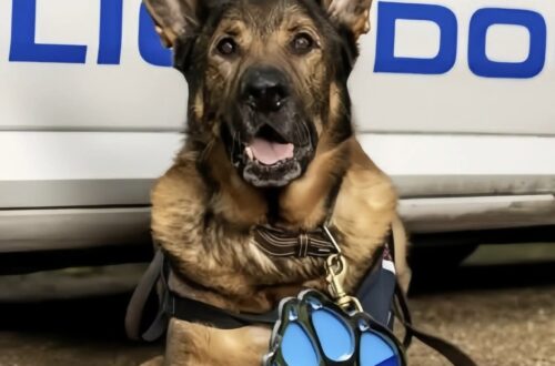 A 12 anni, durante una semplice passeggiata, l’ex cane poliziotto ha trovato un uomo disperso prima delle squadre impegnate nelle ricerche.