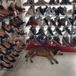 Cliente protesta per il cane randagio nel negozio: il direttore si rifiuta di mandarlo via