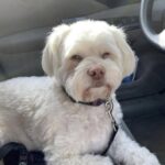 Vanno al rifugio per lasciare le cose del loro cane morto: poi un barboncino corre verso di loro