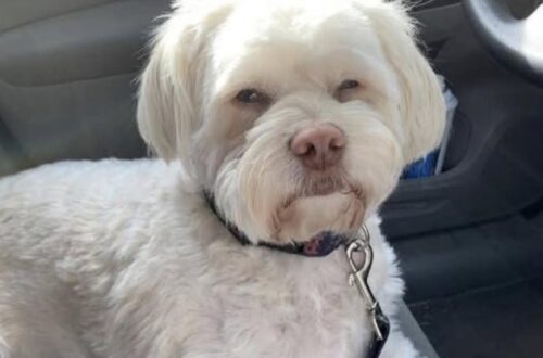 Vanno al rifugio per lasciare le cose del loro cane morto: poi un barboncino corre verso di loro Doveva essere solo un gesto d’addio per Bruno. Tra i box, però, li aspettava un incontro che ha cambiato tutto. Doveva essere una mattina dolorosa ma semplice. Una madre e suo figlio erano andati in un centro di soccorso per consegnare alcune cose di Bruno, il loro barboncino morto poche settimane prima. Con loro avevano il suo guinzaglio, la coperta e la pettorina marrone che usava più spesso. L’idea era quella di fare un gesto utile, lasciando quegli oggetti a un rifugio e onorando così la memoria del cane che avevano appena perso. Poi qualcosa ha interrotto quel programma. Mentre camminavano tra gli animali del rifugio, un giovane barboncino attirò la loro attenzione. Secondo il racconto, corse verso di loro con entusiasmo, seguendoli lungo la recinzione e continuando a cercare il contatto. Non si limitava a guardarli: sembrava volerli fermare. Madre e figlio provarono a proseguire, ma quando tornarono indietro lui era ancora lì. A quel punto il ragazzo si inginocchiò e il cucciolo si accoccolò subito tra le sue braccia. Fu quel momento a cambiare davvero la giornata. Il lunedì successivo, quel barboncino tornò a casa con loro. E a rendere tutto ancora più speciale c’era un dettaglio: indossava proprio la pettorina di Bruno. Quella visita doveva servire a lasciare andare qualcosa. Alla fine, invece, la famiglia uscì dal rifugio avendo già trovato un nuovo inizio.