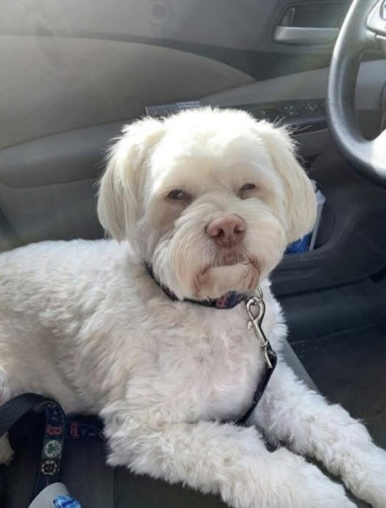 Vanno al rifugio per lasciare le cose del loro cane morto: poi un barboncino corre verso di loro Doveva essere solo un gesto d’addio per Bruno. Tra i box, però, li aspettava un incontro che ha cambiato tutto. Doveva essere una mattina dolorosa ma semplice. Una madre e suo figlio erano andati in un centro di soccorso per consegnare alcune cose di Bruno, il loro barboncino morto poche settimane prima. Con loro avevano il suo guinzaglio, la coperta e la pettorina marrone che usava più spesso. L’idea era quella di fare un gesto utile, lasciando quegli oggetti a un rifugio e onorando così la memoria del cane che avevano appena perso. Poi qualcosa ha interrotto quel programma. Mentre camminavano tra gli animali del rifugio, un giovane barboncino attirò la loro attenzione. Secondo il racconto, corse verso di loro con entusiasmo, seguendoli lungo la recinzione e continuando a cercare il contatto. Non si limitava a guardarli: sembrava volerli fermare. Madre e figlio provarono a proseguire, ma quando tornarono indietro lui era ancora lì. A quel punto il ragazzo si inginocchiò e il cucciolo si accoccolò subito tra le sue braccia. Fu quel momento a cambiare davvero la giornata. Il lunedì successivo, quel barboncino tornò a casa con loro. E a rendere tutto ancora più speciale c’era un dettaglio: indossava proprio la pettorina di Bruno. Quella visita doveva servire a lasciare andare qualcosa. Alla fine, invece, la famiglia uscì dal rifugio avendo già trovato un nuovo inizio.