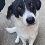 Quel cane lo segue per ore senza mai fermarsi: alla fine l’uomo capisce cosa deve fare
