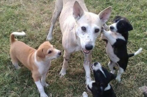 Erano stati abbandonati e cercavano un posto sicuro. La cagnolina continuava a proteggere i piccoli nonostante fosse stanca e provata.